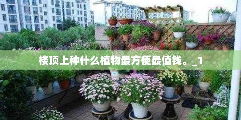 楼顶上种什么植物最方便最值钱。_1