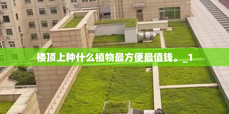 楼顶上种什么植物最方便最值钱。_1