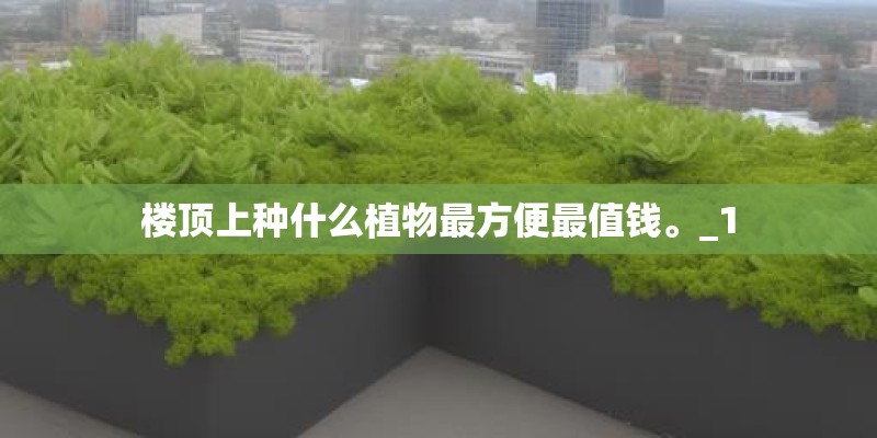 楼顶上种什么植物最方便最值钱。_1