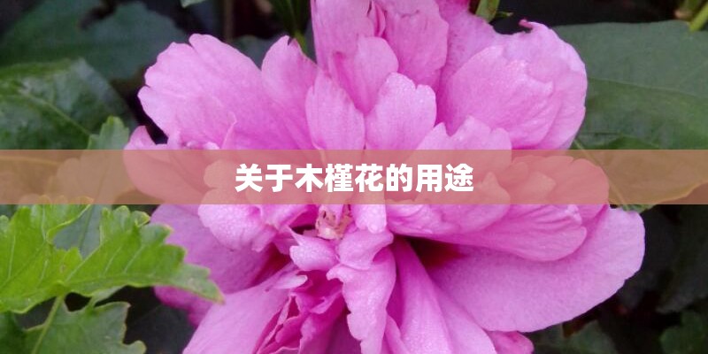 关于木槿花的用途 关于木槿花的用途