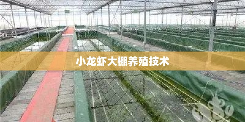小龙虾大棚养殖技术