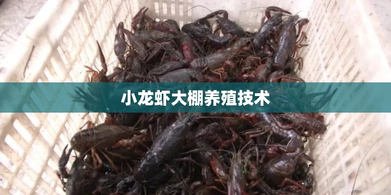 小龙虾大棚养殖技术