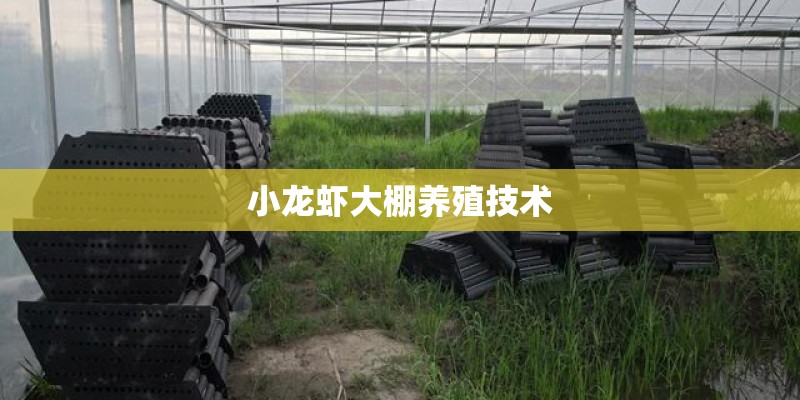 小龙虾大棚养殖技术