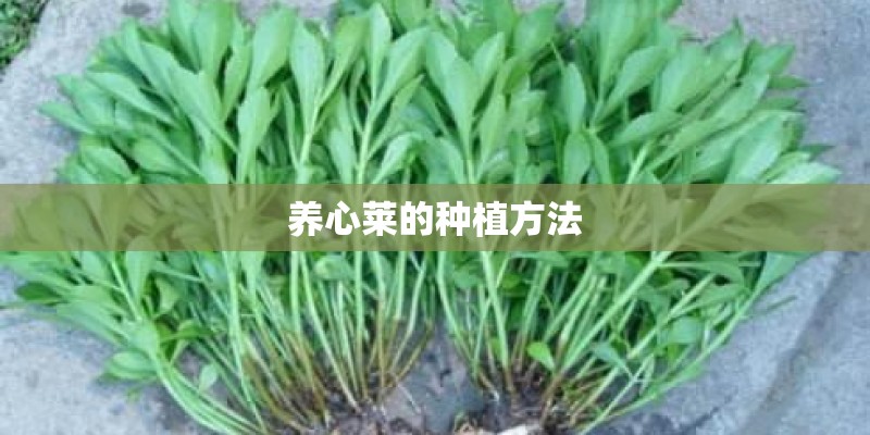 养心莱的种植方法