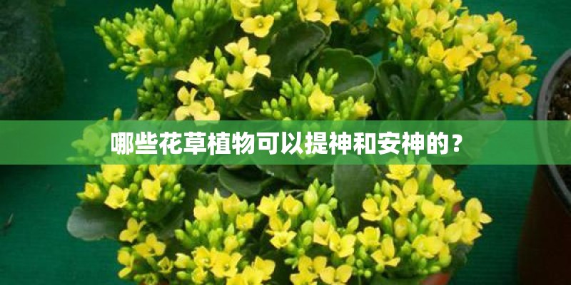 哪些花草植物可以提神和安神的？