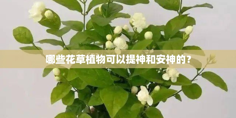 哪些花草植物可以提神和安神的？