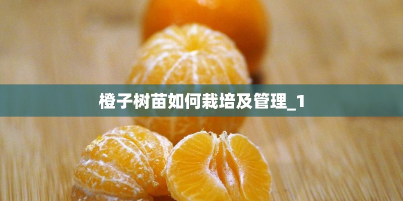 橙子树苗如何栽培及管理_1