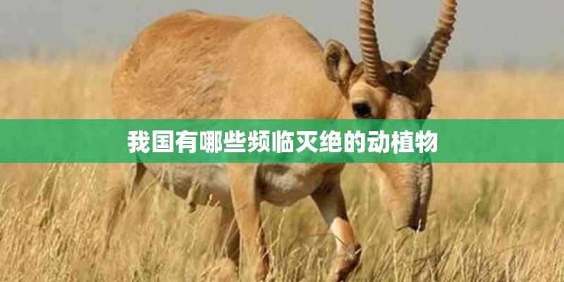我国有哪些频临灭绝的动植物