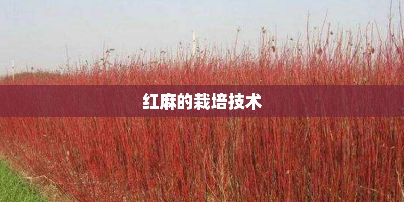 红麻的栽培技术