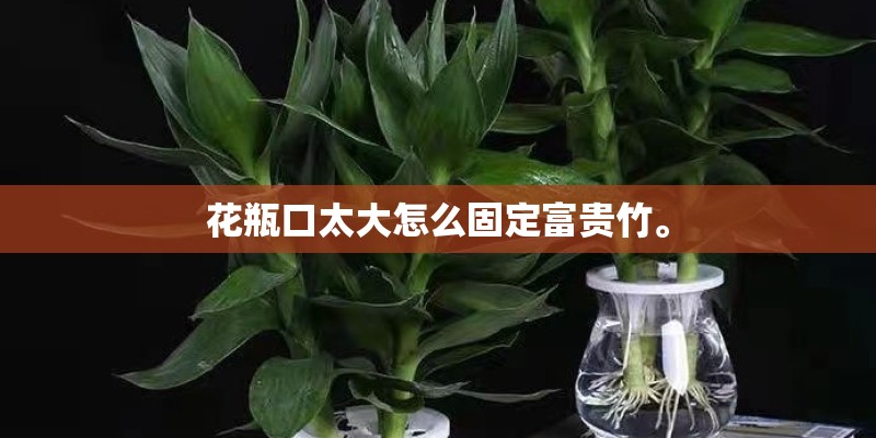 花瓶口太大怎么固定富贵竹。