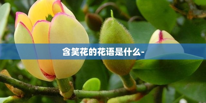 含笑花的花语是什么-