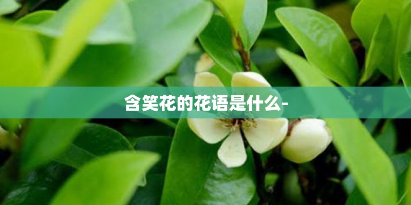 含笑花的花语是什么-