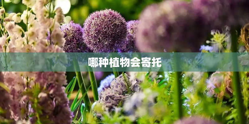 哪种植物会寄托