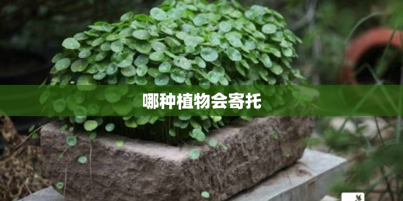 哪种植物会寄托