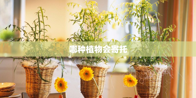 哪种植物会寄托