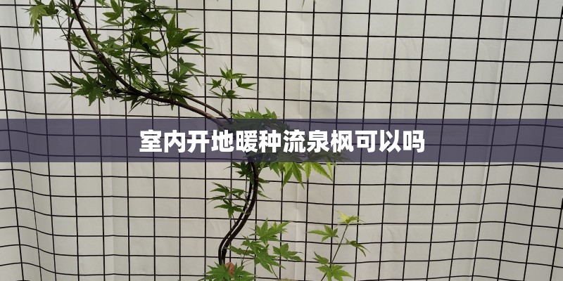 室内开地暖种流泉枫可以吗