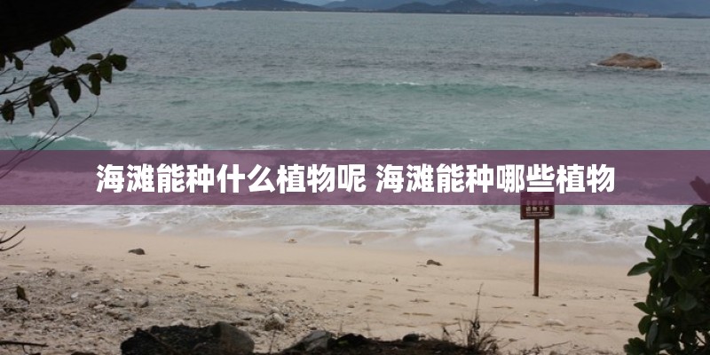 海滩能种什么植物呢 海滩能种哪些植物