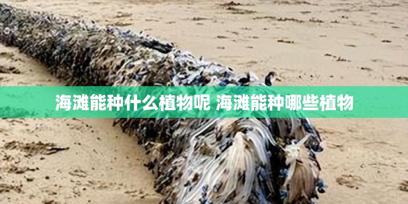海滩能种什么植物呢 海滩能种哪些植物