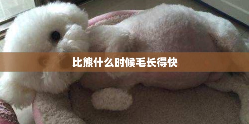 比熊什么时候毛长得快
