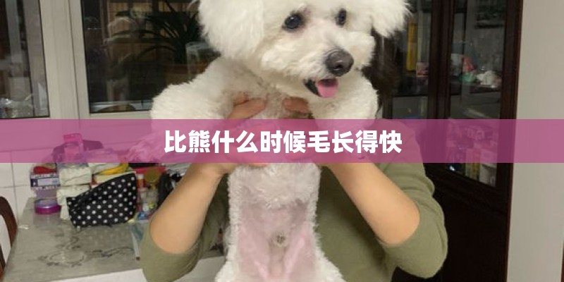 比熊什么时候毛长得快