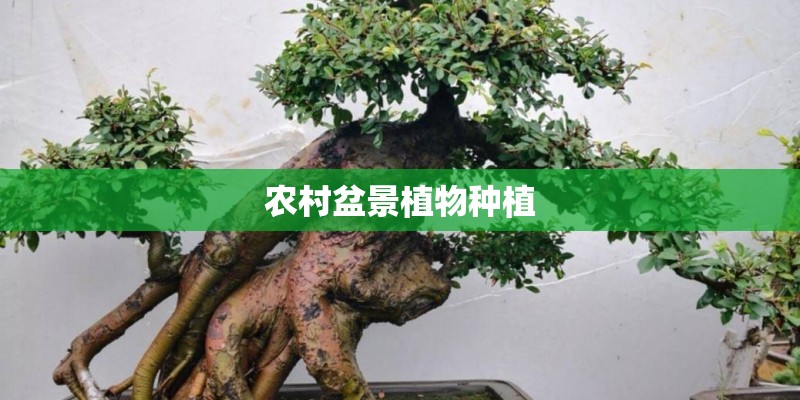 农村盆景植物种植