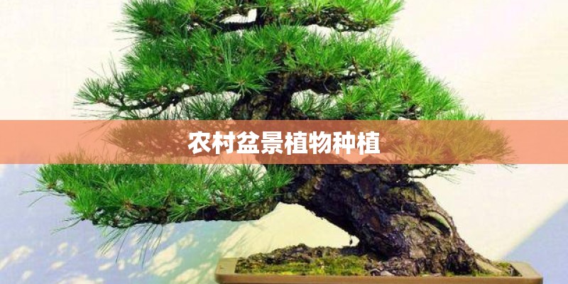 农村盆景植物种植