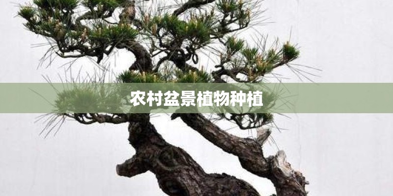 农村盆景植物种植