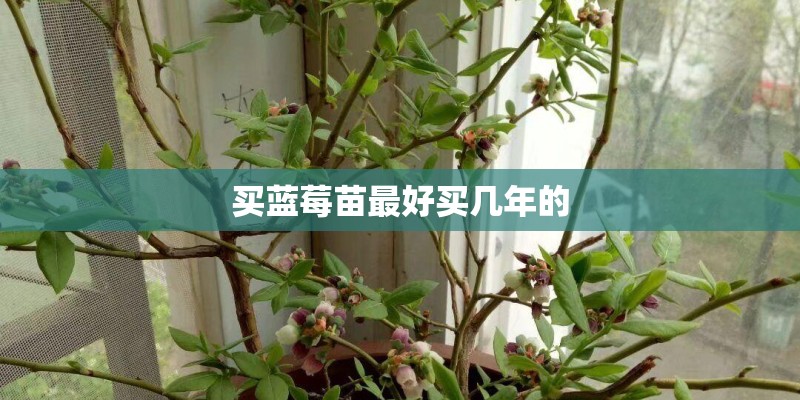 买蓝莓苗最好买几年的 买蓝莓苗最好买几年的