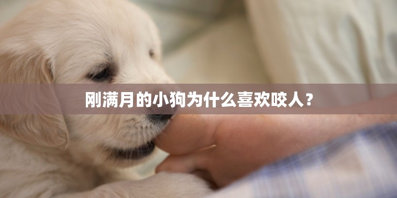 刚满月的小狗为什么喜欢咬人？