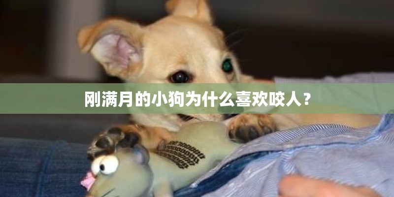 刚满月的小狗为什么喜欢咬人？