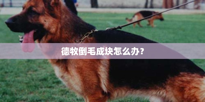 德牧倒毛成块怎么办？