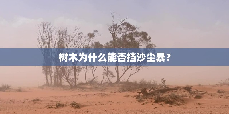 树木为什么能否挡沙尘暴？