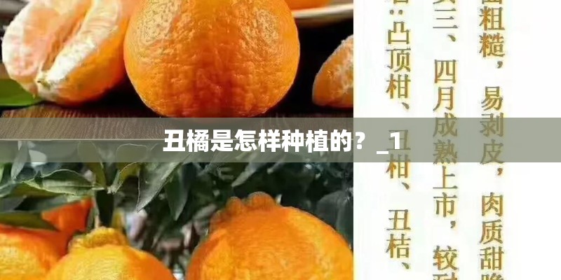 丑橘是怎样种植的？_1