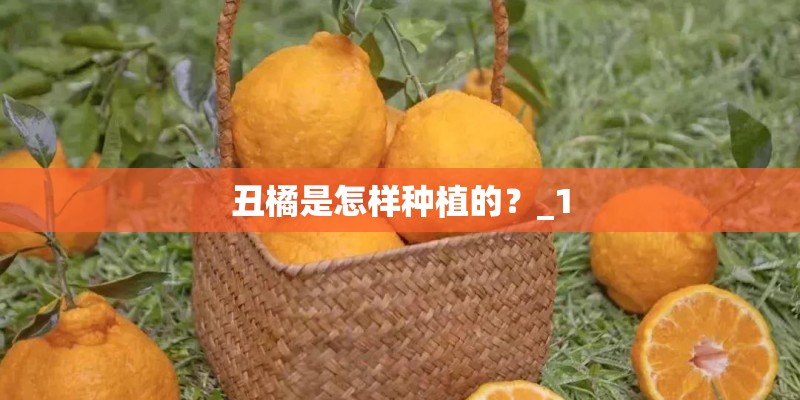 丑橘是怎样种植的?_1 丑橘是怎样种植的?_1