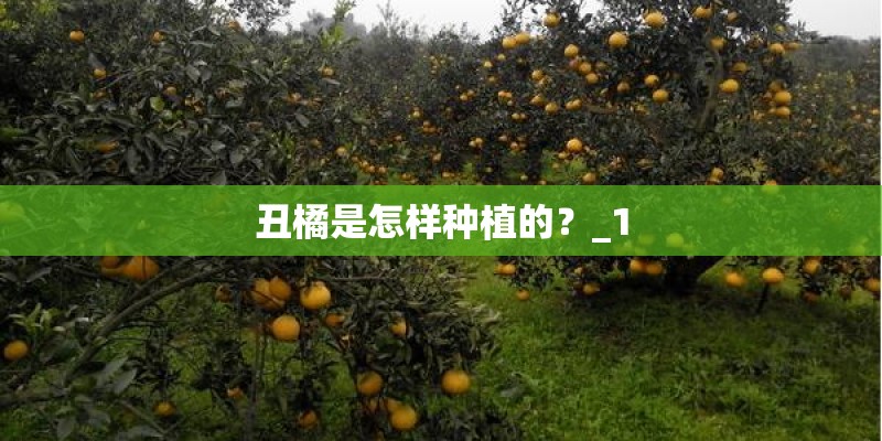 丑橘是怎样种植的?_1 丑橘是怎样种植的?_1