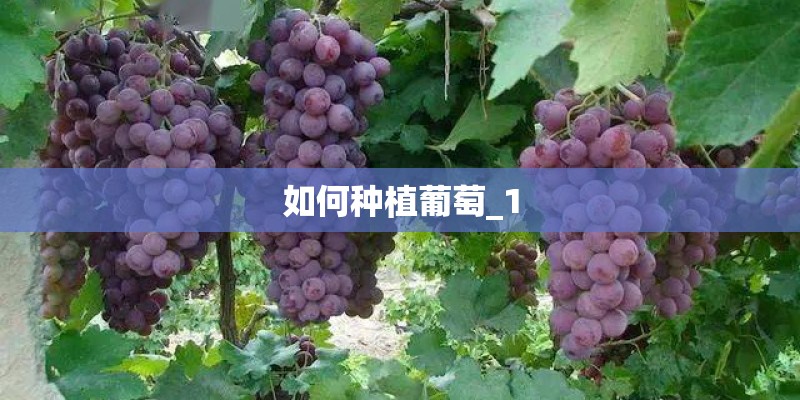 如何种植葡萄_1