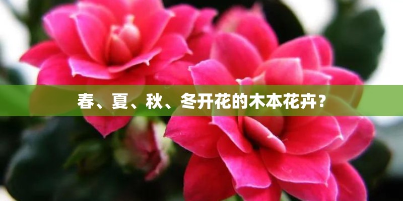 春、夏、秋、冬开花的木本花卉？