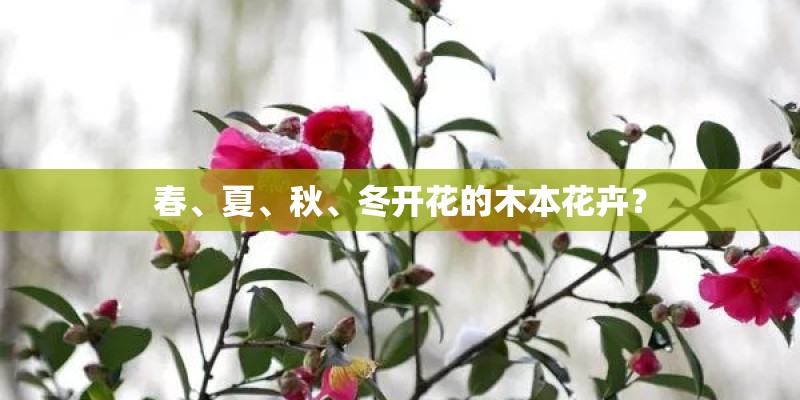 春、夏、秋、冬开花的木本花卉？