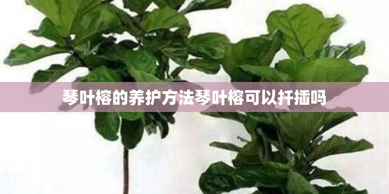 琴叶榕的养护方法琴叶榕可以扦插吗 琴叶榕的养护方法琴叶榕可以扦插吗
