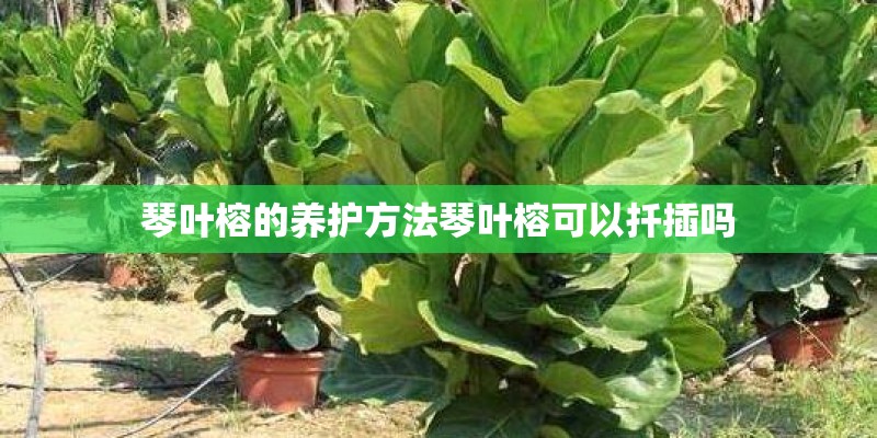 琴叶榕的养护方法琴叶榕可以扦插吗 琴叶榕的养护方法琴叶榕可以扦插吗