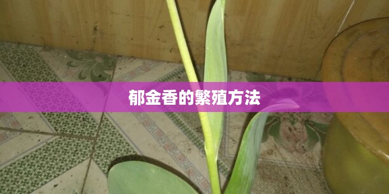 郁金香的繁殖方法