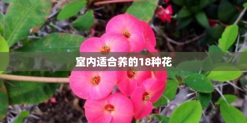 室内适合养的18种花