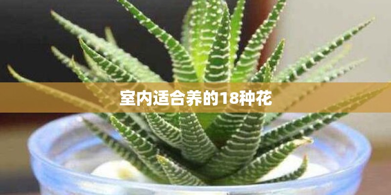 室内适合养的18种花