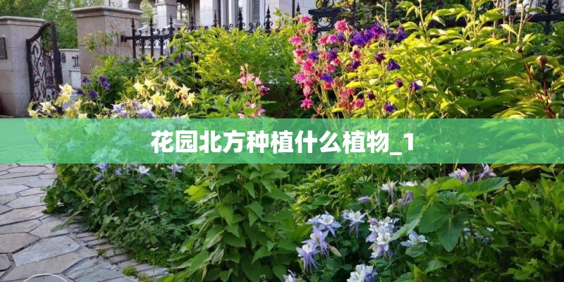 花园北方种植什么植物_1