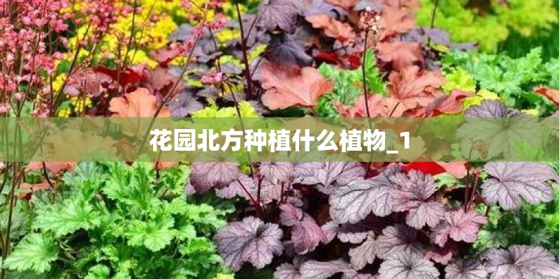 花园北方种植什么植物_1