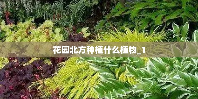 花园北方种植什么植物_1