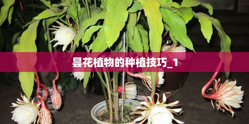 昙花植物的种植技巧_1