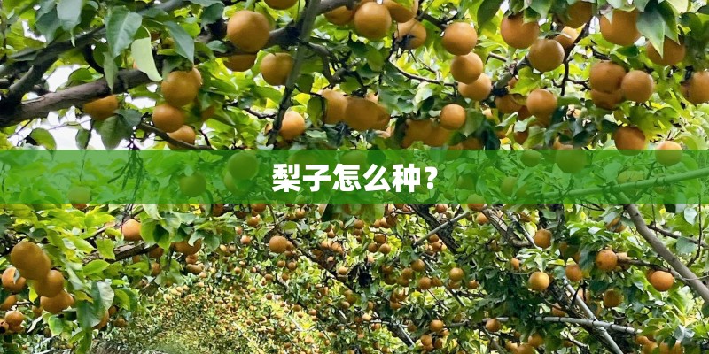 梨子怎么种？