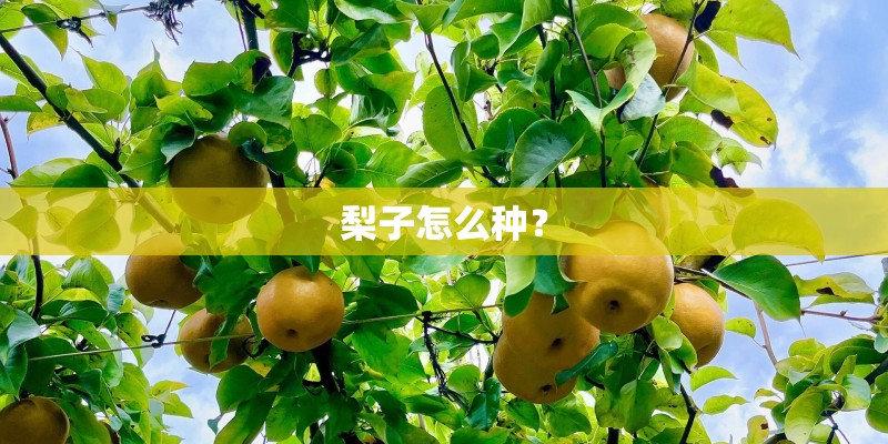梨子怎么种？