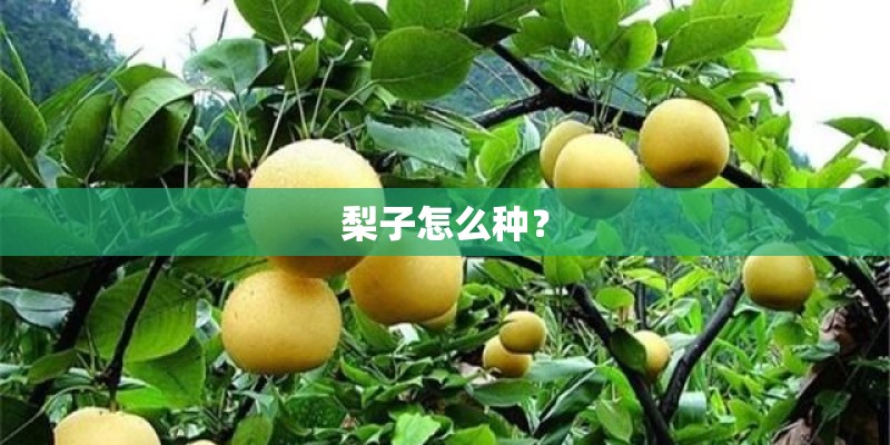 梨子怎么种？